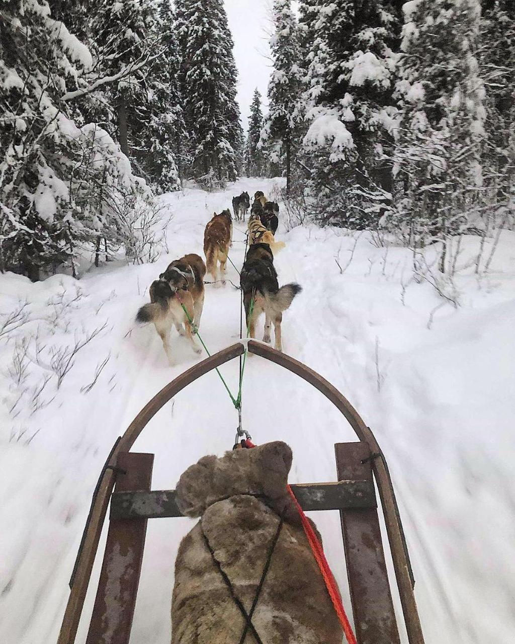 Camp Caroli Wooden Cabins Jukkasjärvi エクステリア 写真